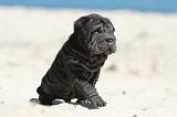 SHAR-PEI 644